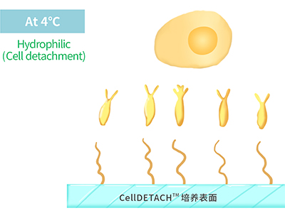 4℃時(shí)，溫敏聚合物涂層為高分子伸直狀態(tài)，表現(xiàn)為親水性，利于貼壁細(xì)胞的脫落
