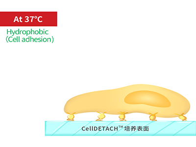 37℃時(shí)，溫敏聚合物涂層為高分子卷縮狀態(tài)，表現(xiàn)為輕度疏水性，更有利于細(xì)胞的貼附