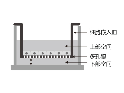 懸掛式設(shè)計(jì)，嵌入皿移細(xì)胞嵌入皿移動(dòng)時(shí)單層細(xì)胞不受影響上部空間 ，還能防止培養(yǎng)液通過中毛細(xì)作用流失